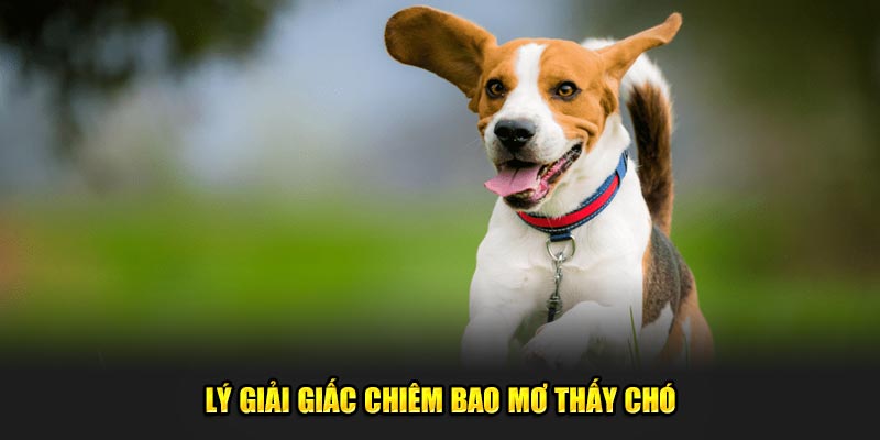 Lý giải giấc chiêm bao mơ thấy chó