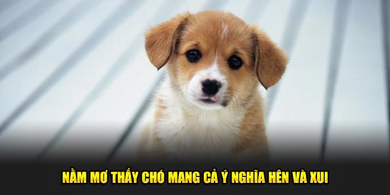 Nằm mơ thấy chó mang cả ý nghĩa hên và xui