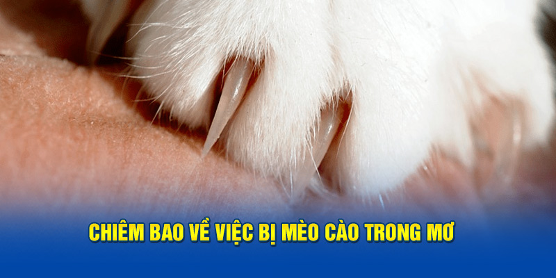 Chiêm bao về việc bị mèo cào trong mơ