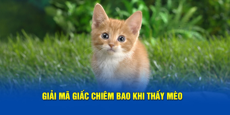 Giải mã giấc chiêm bao khi thấy mèo cho người mới