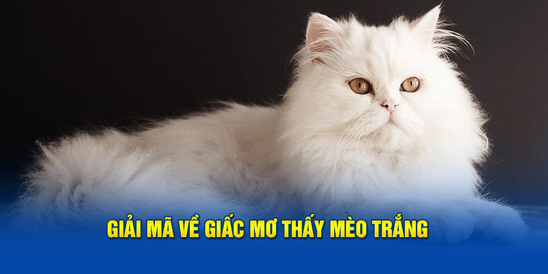 Giải mã về giấc mơ thấy mèo trắng tại Soicau247