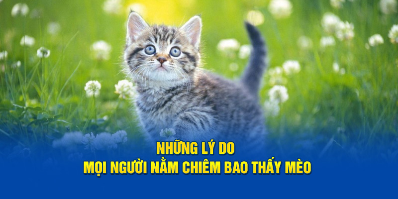 Những lý do mọi người nằm chiêm bao thấy mèo